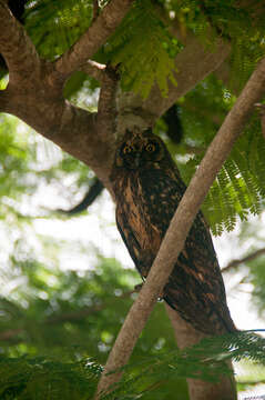 Image de Asio flammeus galapagoensis (Gould 1837)