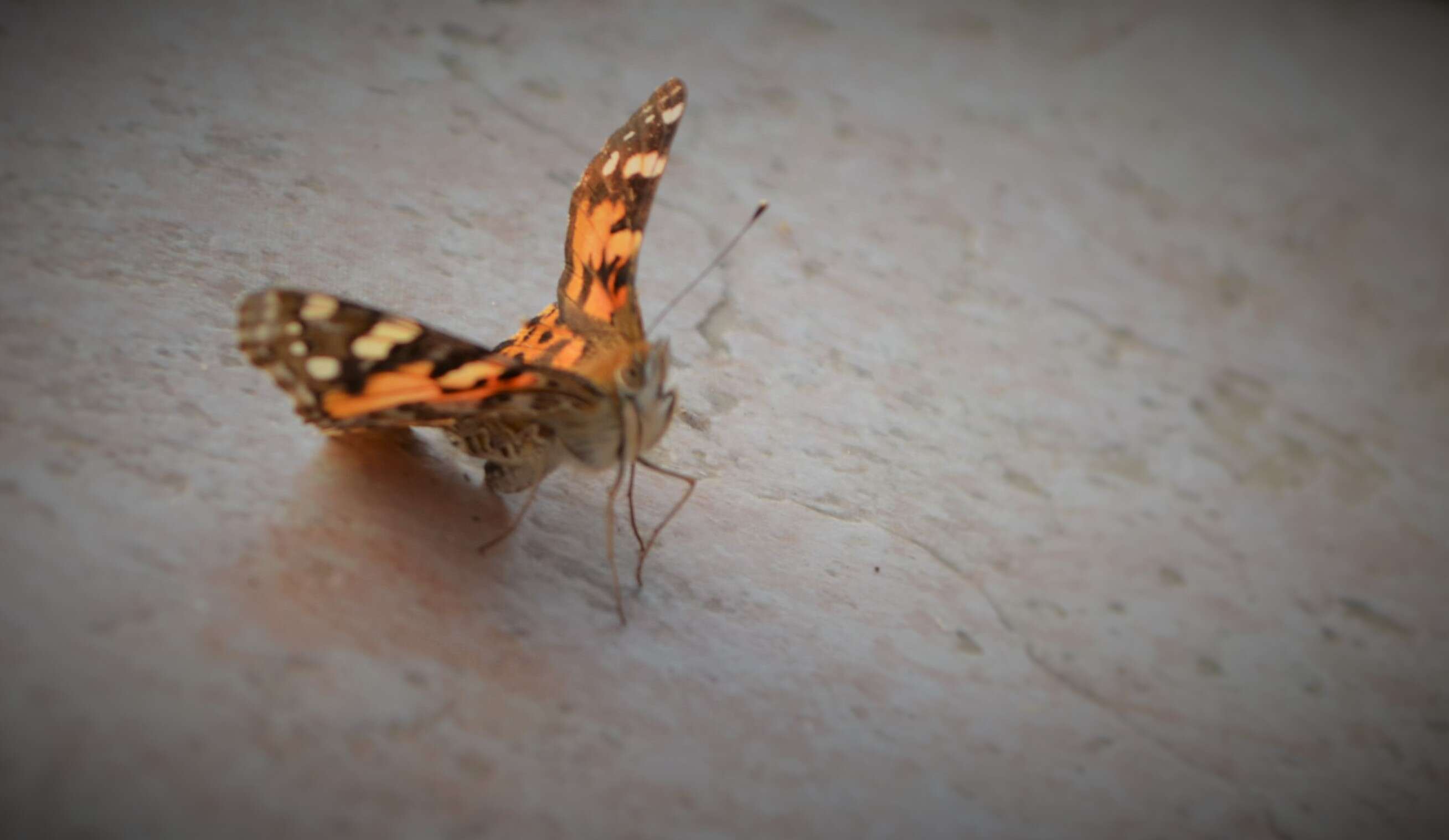 Plancia ëd Vanessa cardui