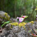 Image de Impatiens psittacina Hook. fil.