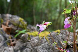 Image of Impatiens psittacina Hook. fil.