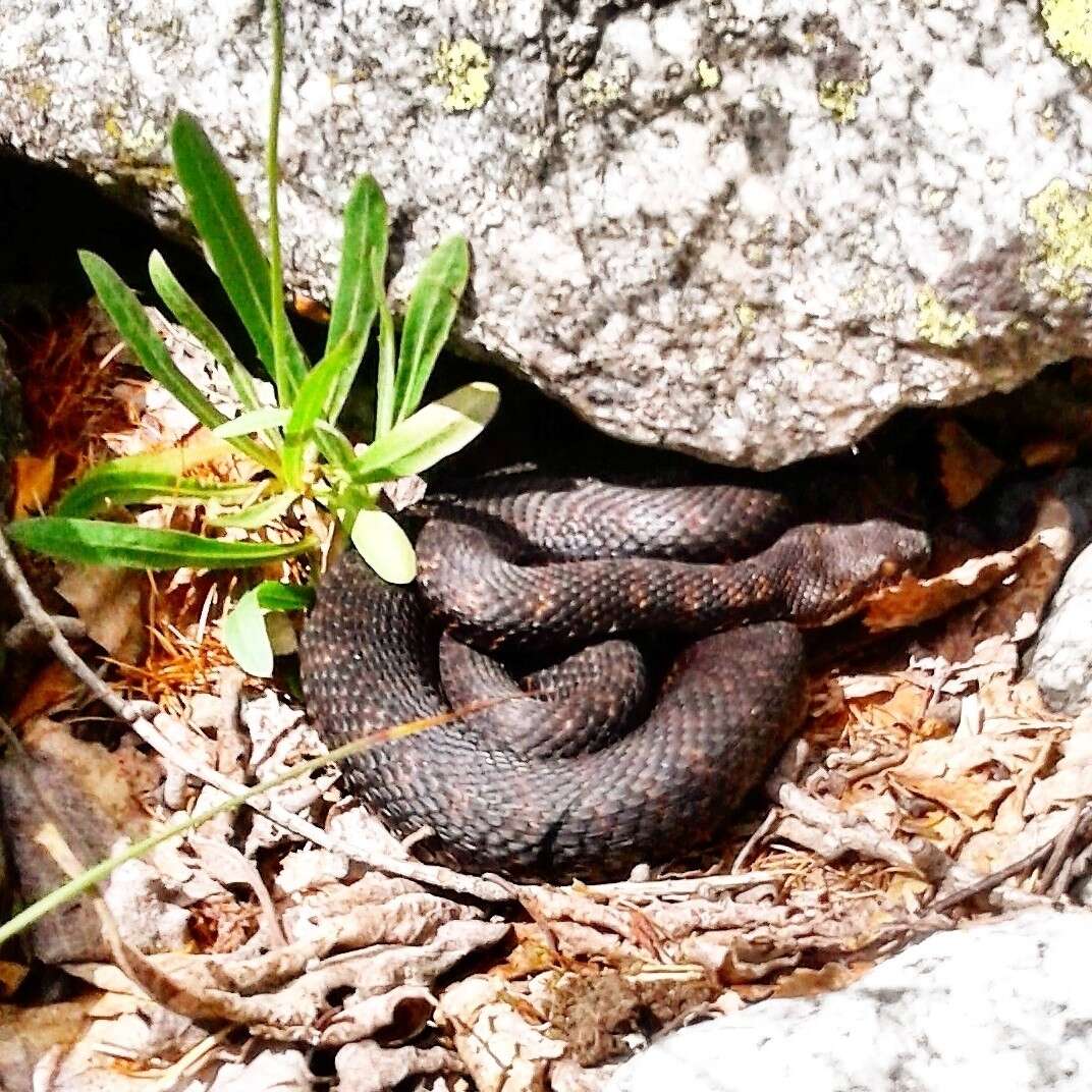 Image of Vipera aspis aspis (Linnaeus 1758)