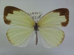 Image de Eurema blanda (Boisduval 1836)