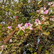 Image of Pink bauhinia