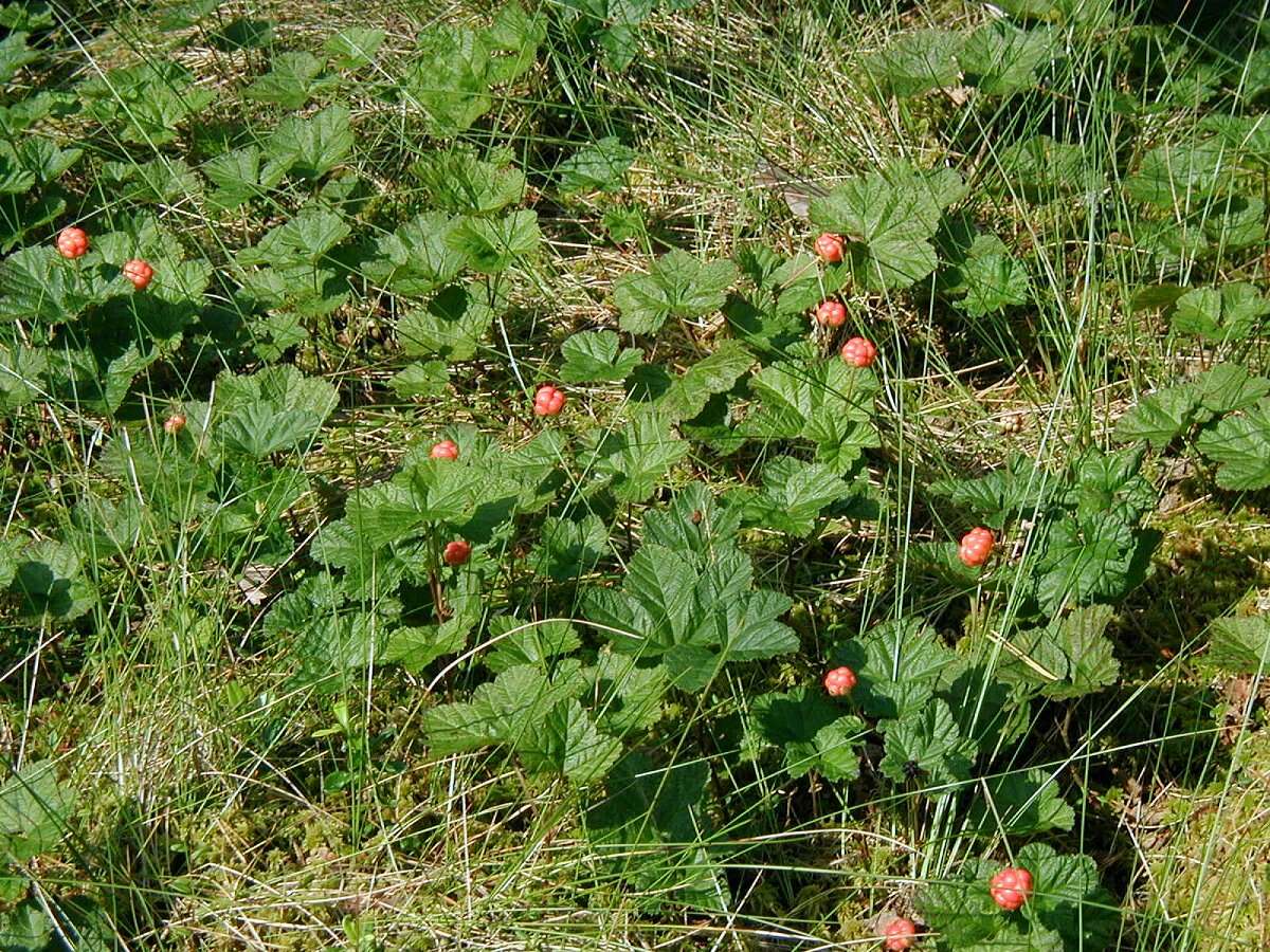 Image of cloudberry