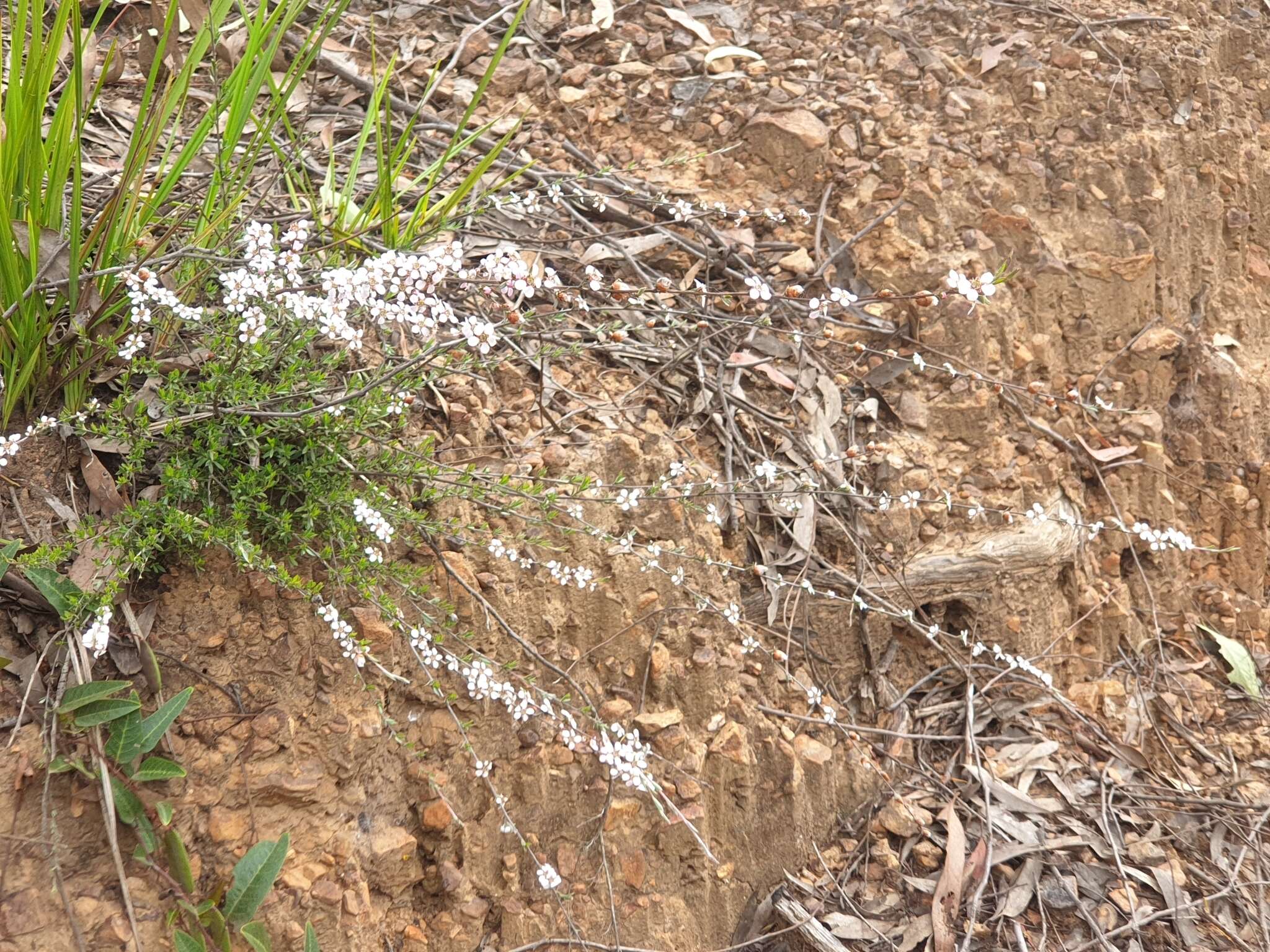 Sivun Leptospermum multicaule A. Cunn. kuva