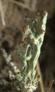 Image of cup lichen