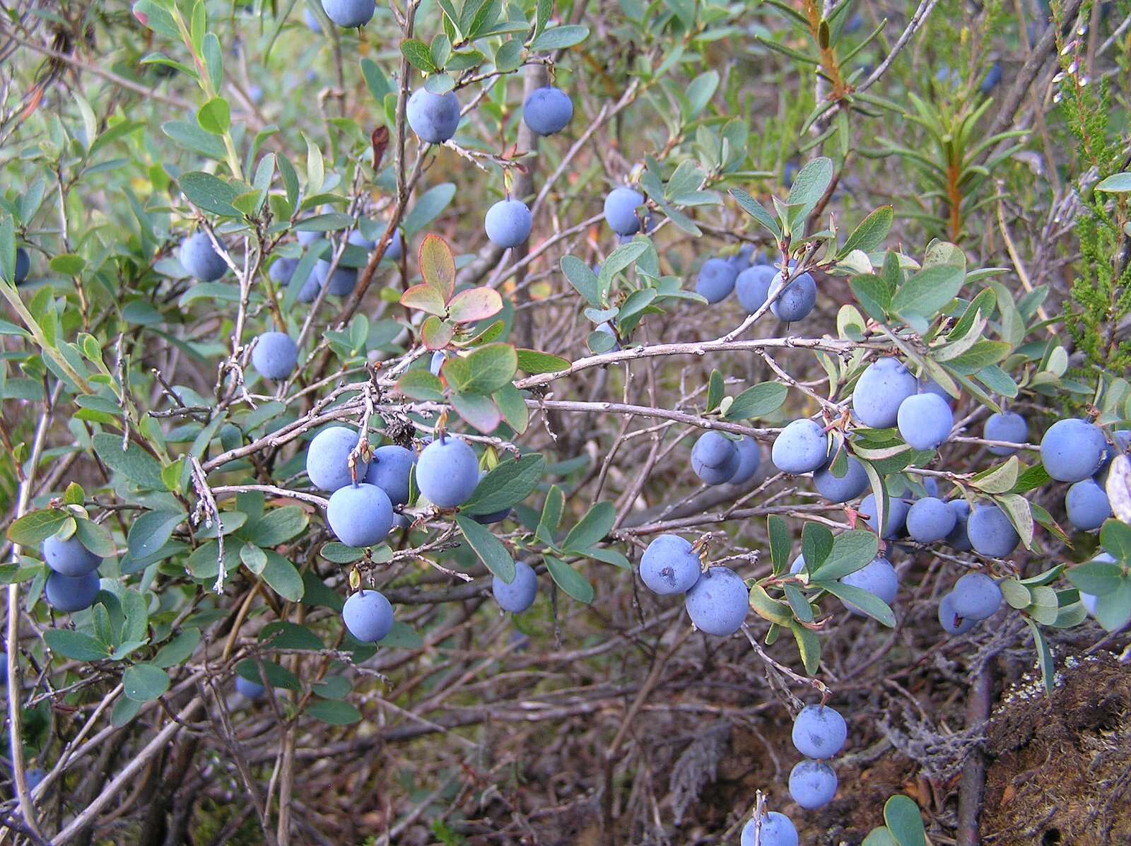 Image of alpine bilberry