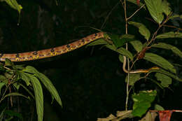 Image of Dog-toothed Cat Snake