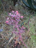 Image of Echeveria gibbiflora DC.