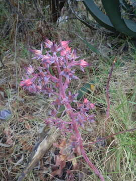 Image of Echeveria gibbiflora DC.