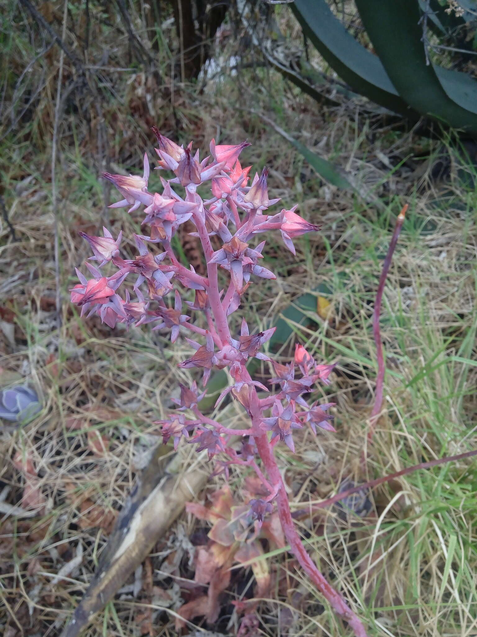 Image of Echeveria gibbiflora DC.