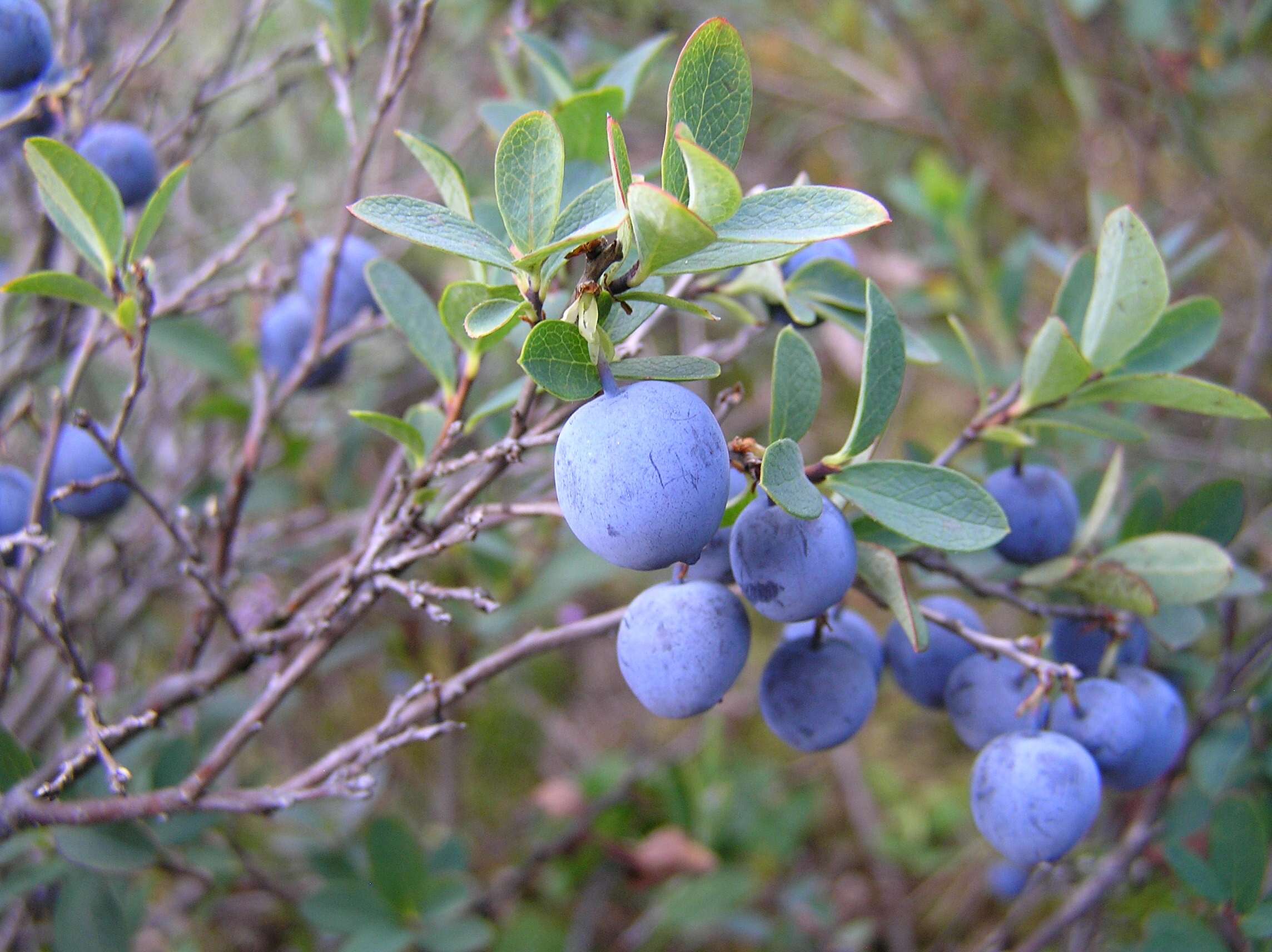 Image of alpine bilberry