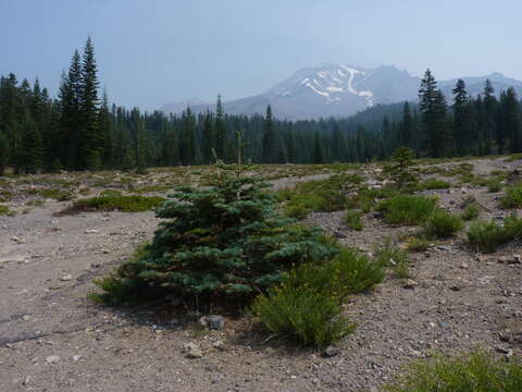 Image de Abies magnifica var. shastensis Lemmon