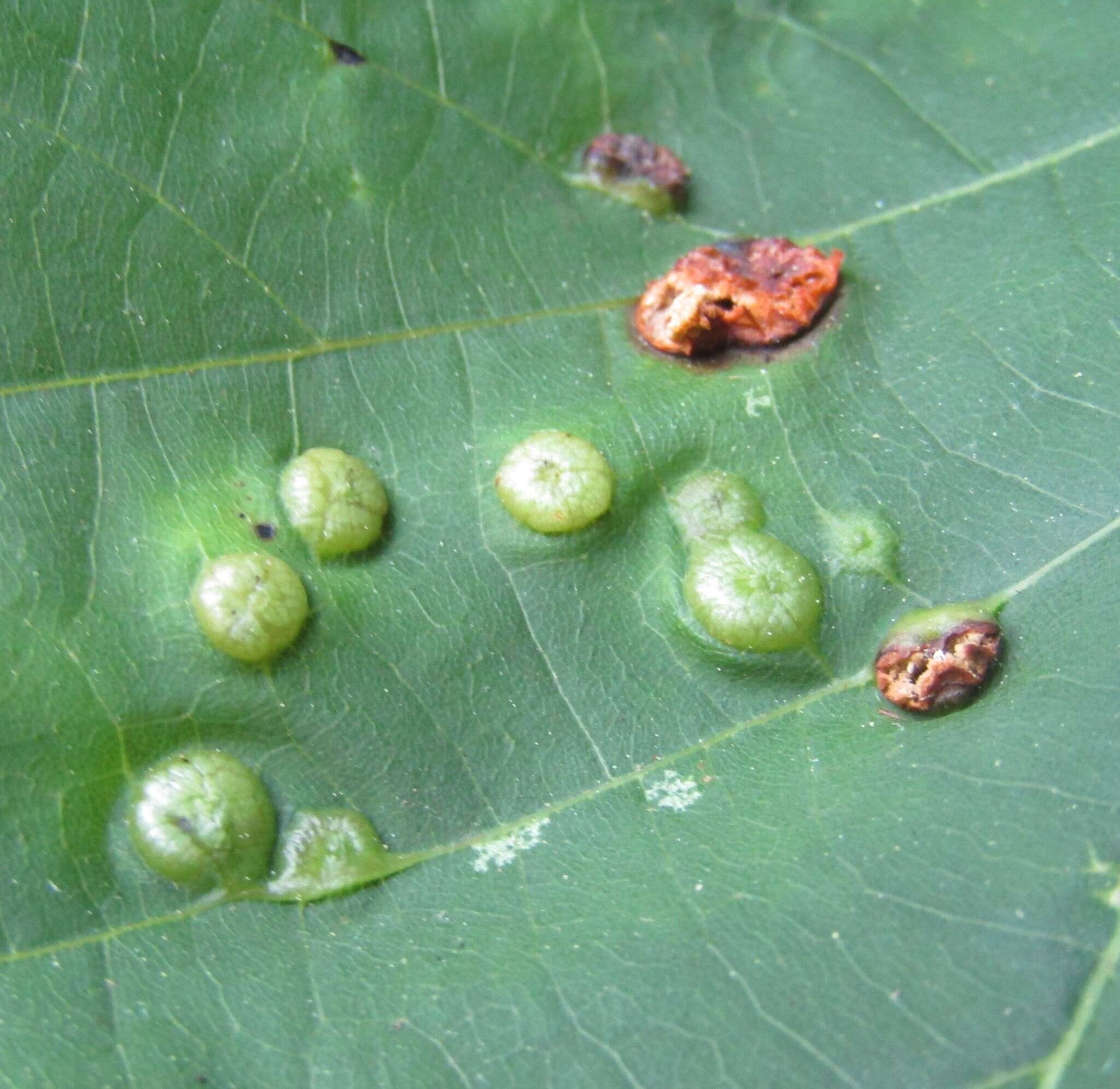 Image of Contarinia verrucicola (Osten Sacken 1875)