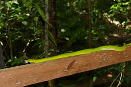 Image of Arboreal Rat Snake