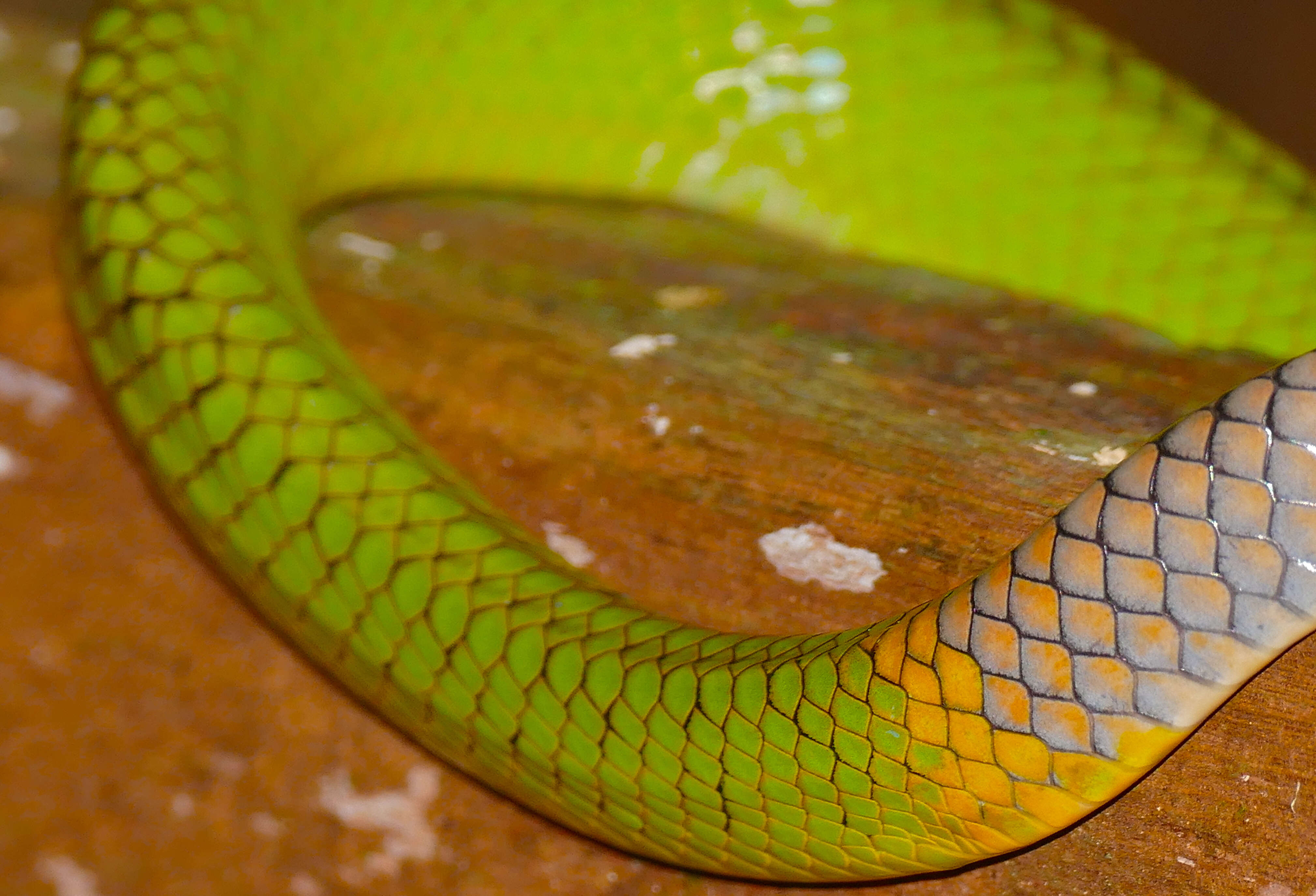 Image of Arboreal Rat Snake