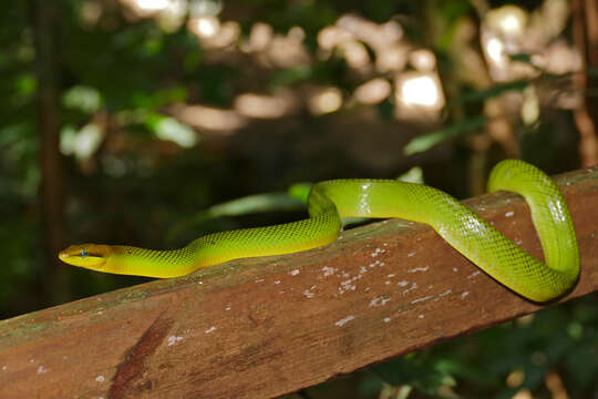 Image of Arboreal Rat Snake