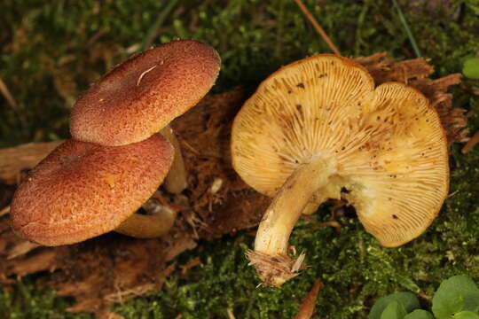 Image of Tricholomopsis flammula Métrod ex Holec 2009