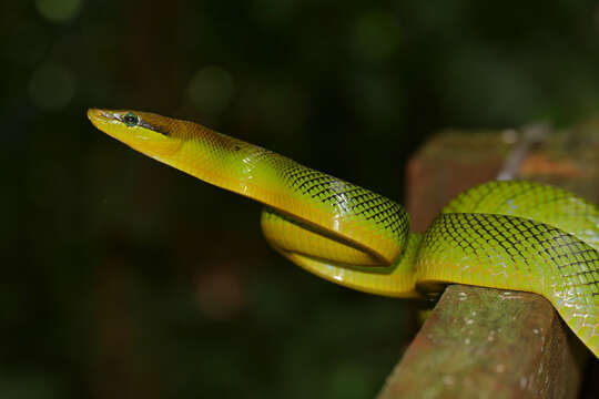 Plancia ëd Gonyosoma oxycephalum (F. Boie 1827)