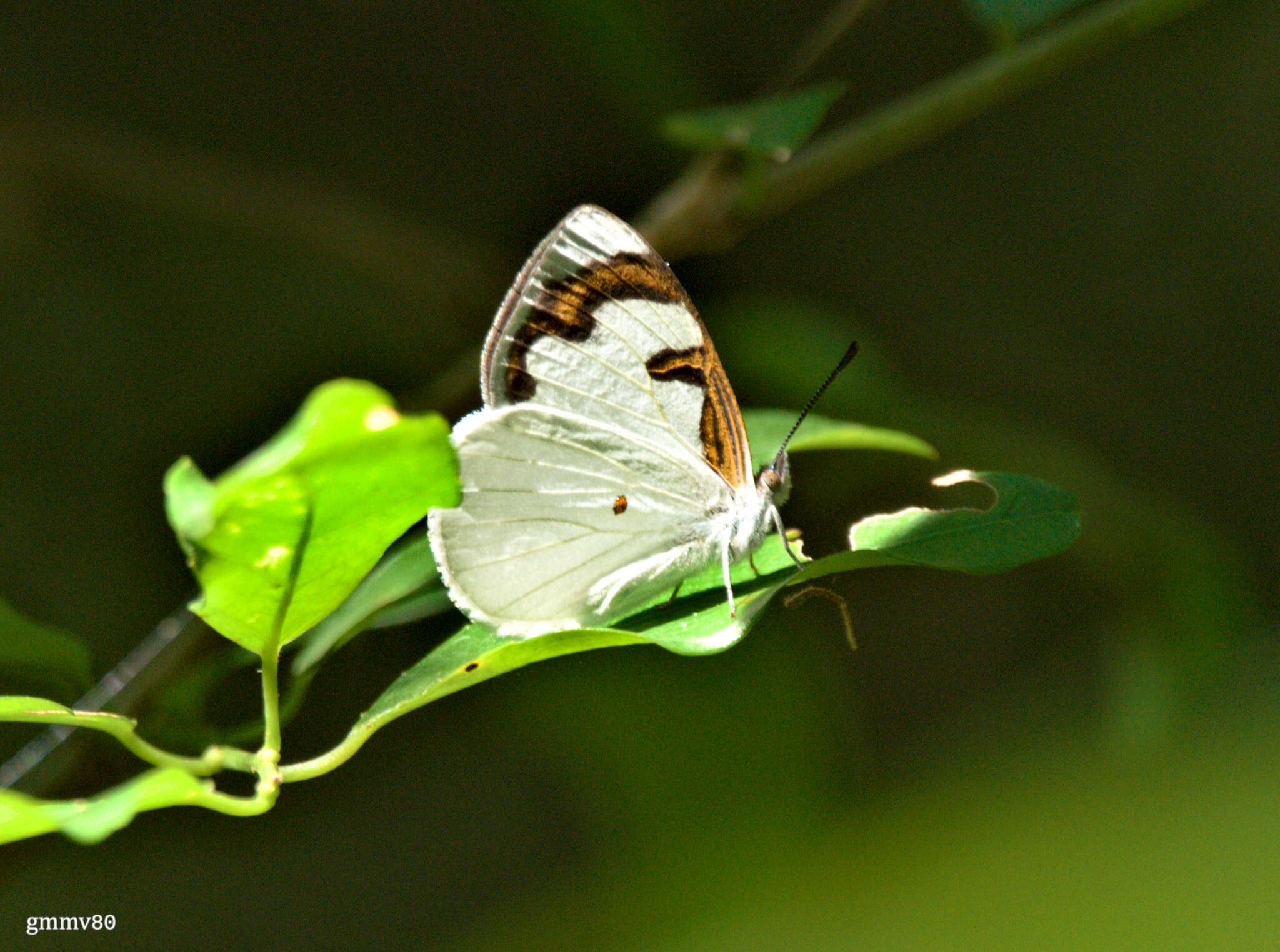 Plancia ëd Dynamine myrrhina Doubleday (1849)