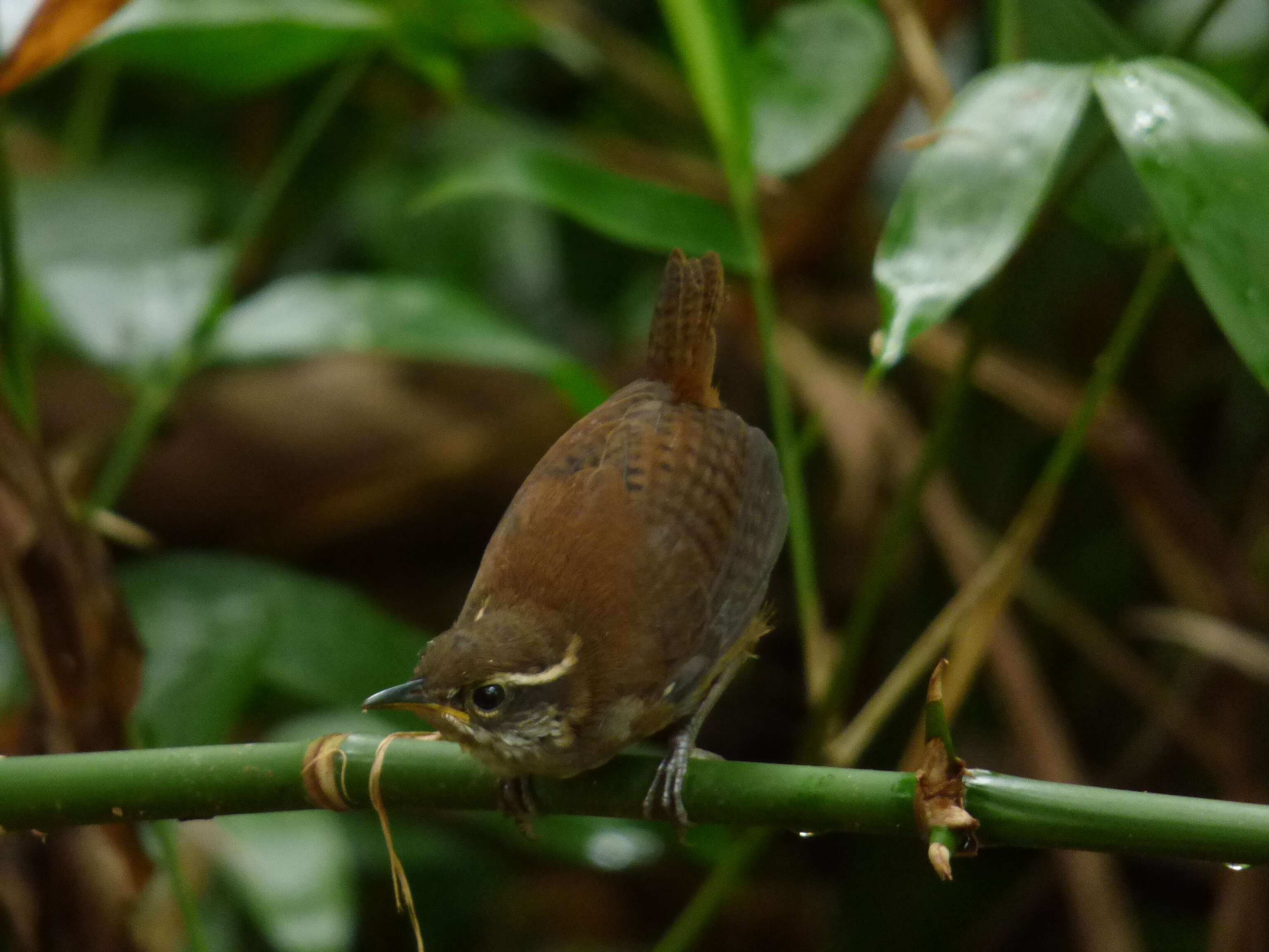 Image of White-breasted Wood Wren