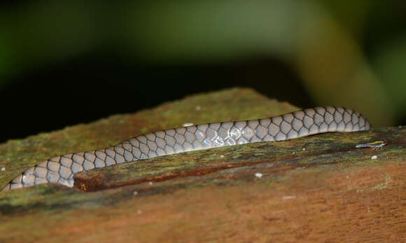 Image of Arboreal Rat Snake