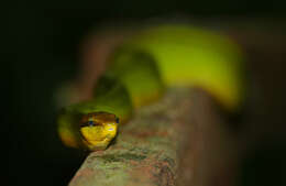 Image of Arboreal Rat Snake