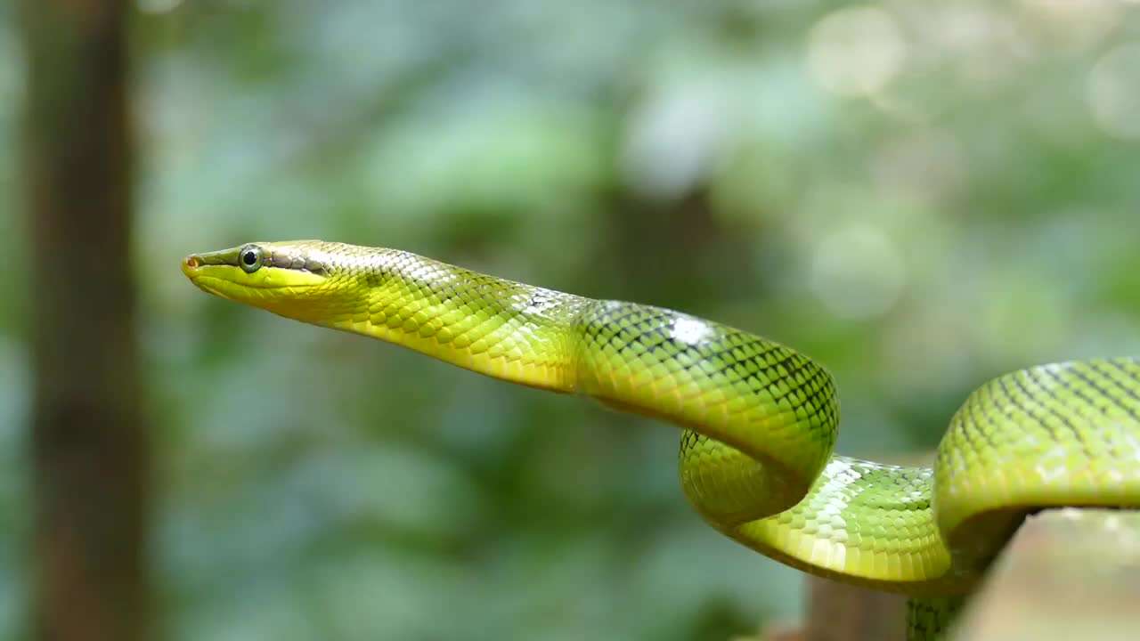 Image of Arboreal Rat Snake