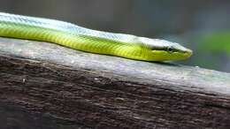 Image of Arboreal Rat Snake