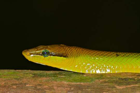 Image of Arboreal Rat Snake