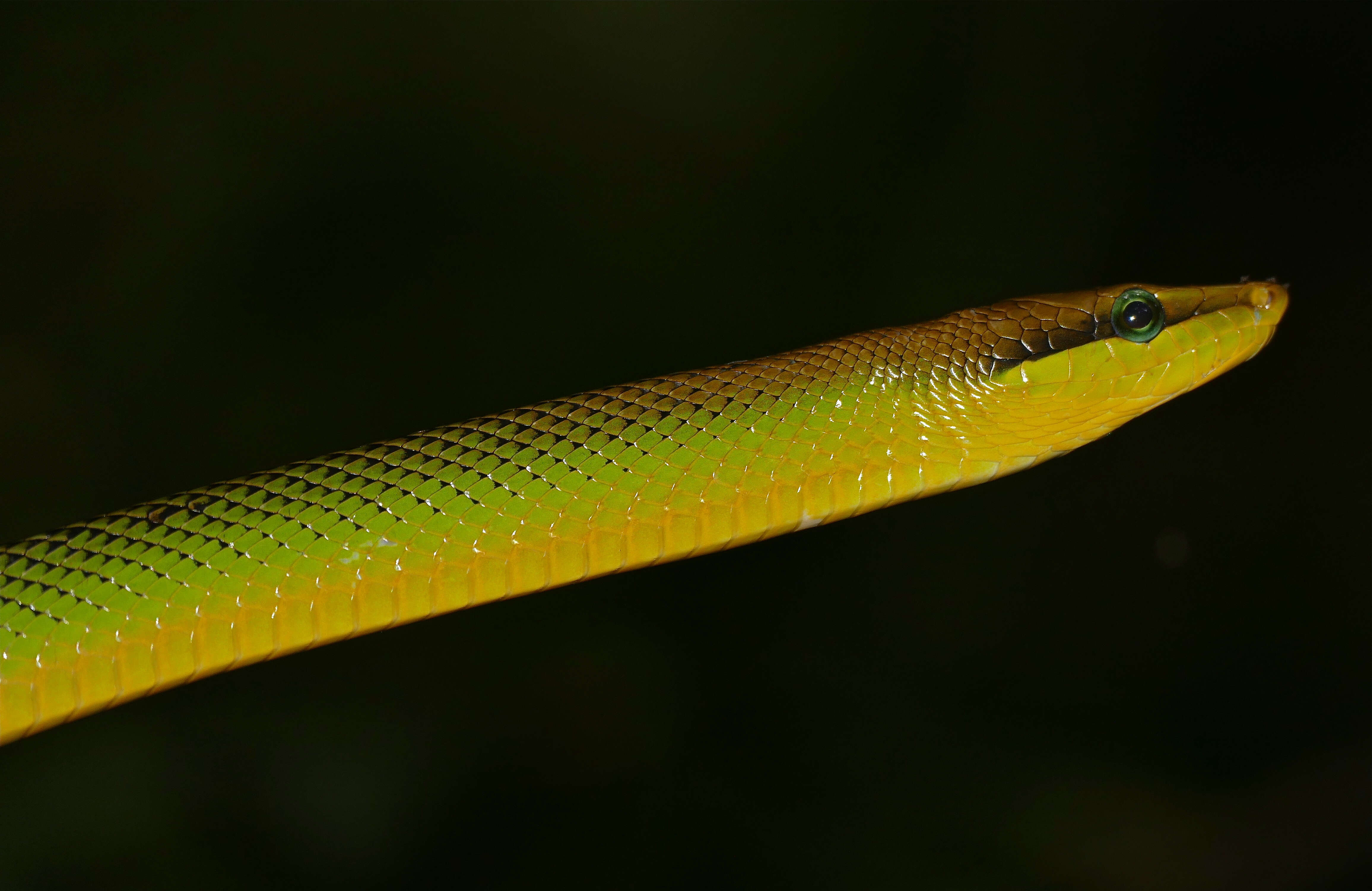 Image of Arboreal Rat Snake