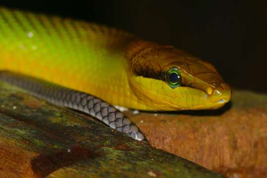 Image of Arboreal Rat Snake