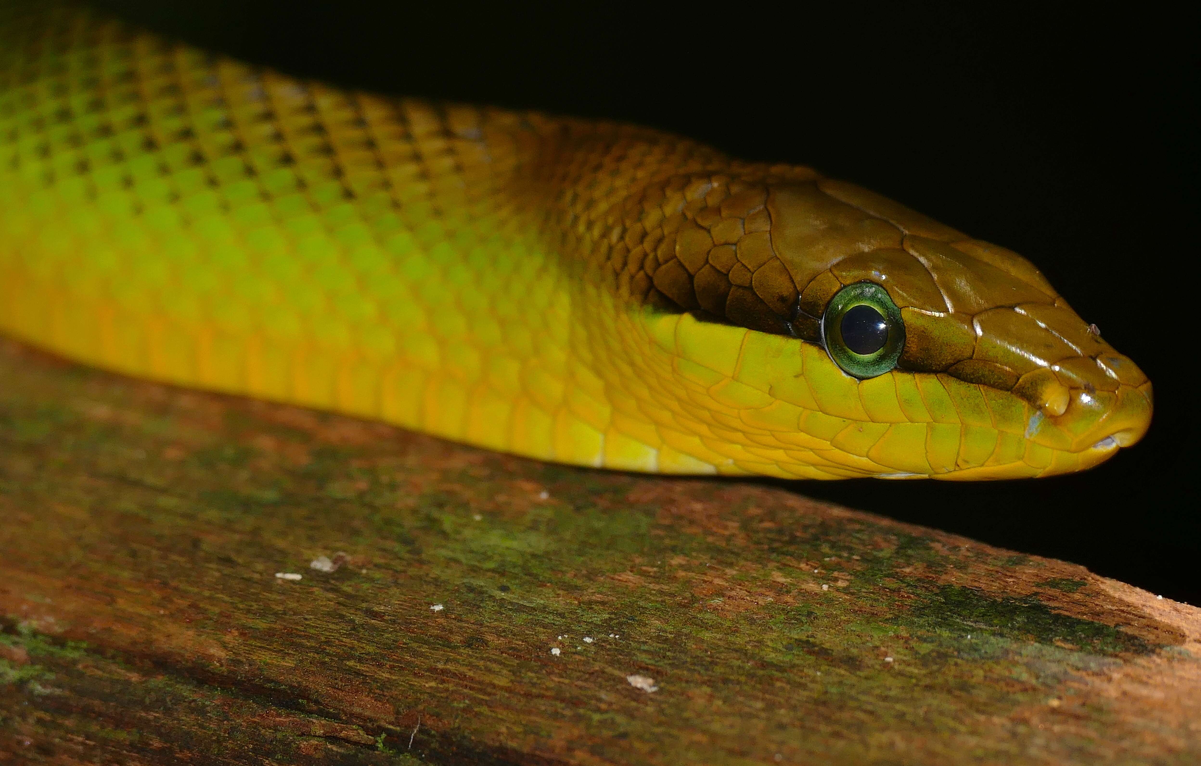 Image of Arboreal Rat Snake