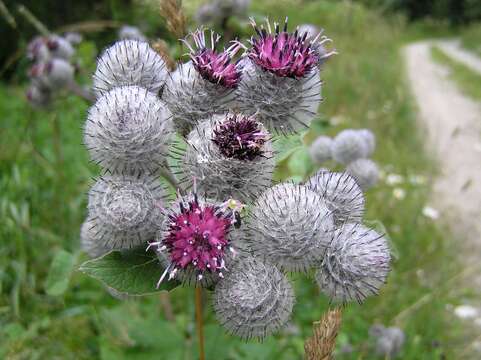 Image of woolly burdock