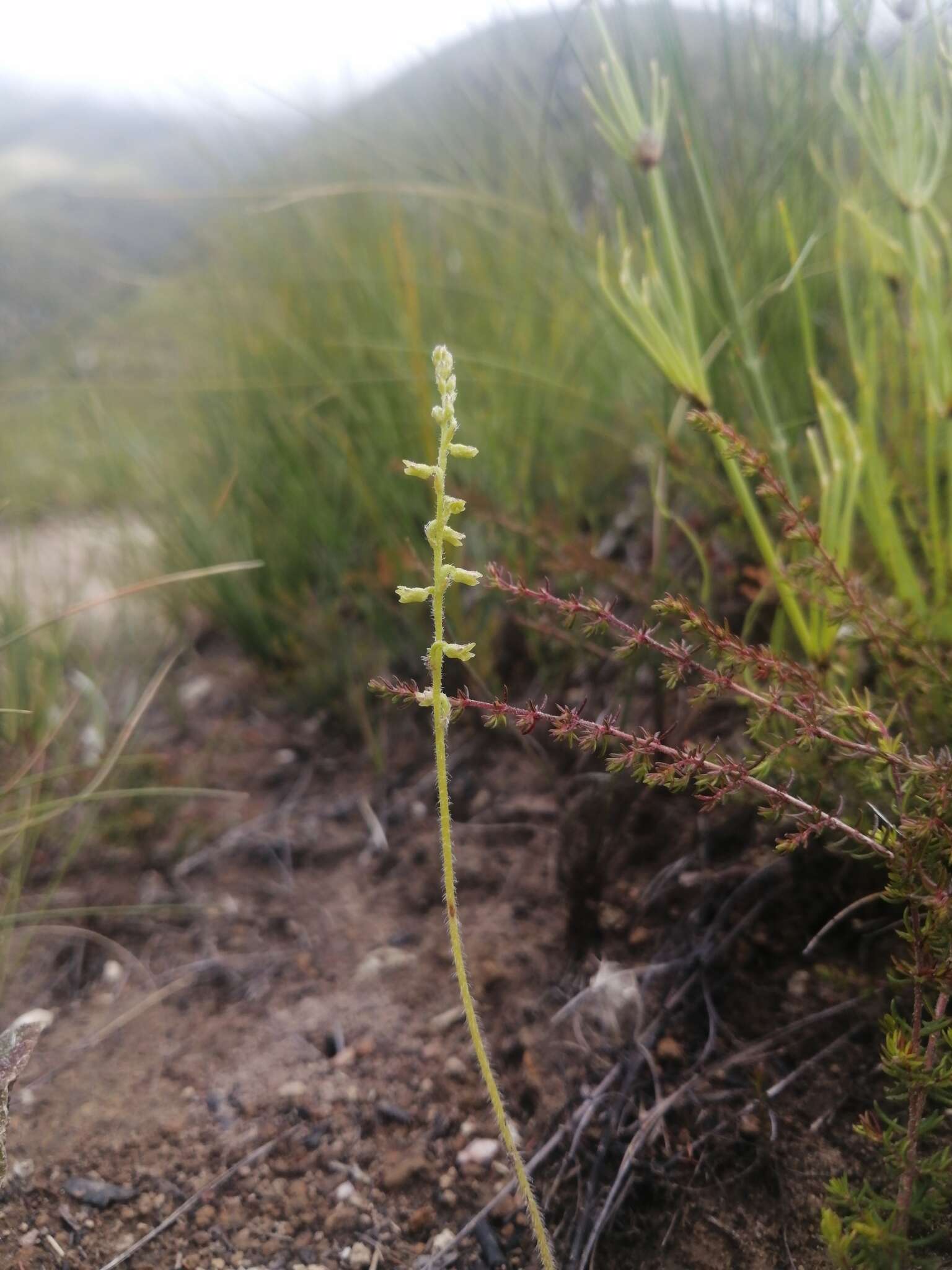 Imagem de Holothrix brevipetala Immelman & Schelpe