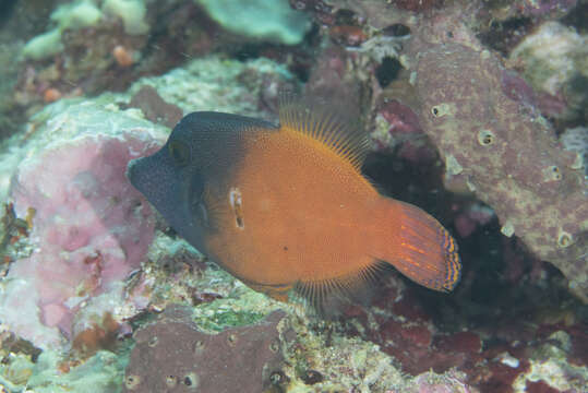 Image of Black-headed Leatherjacket