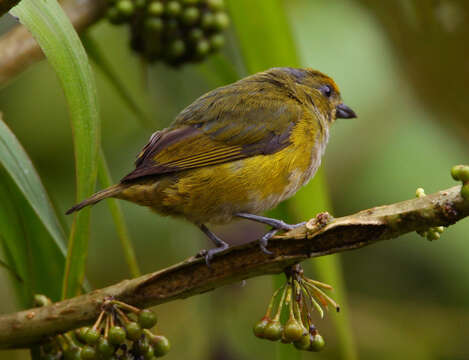 Image of Orange-bellied Euphonia