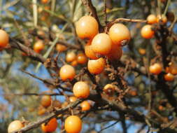 Imagem de Hippophae rhamnoides L.