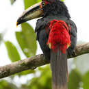 Image of Pale-billed Araçari