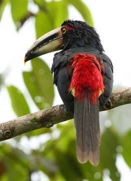 Image of Pale-billed Araçari