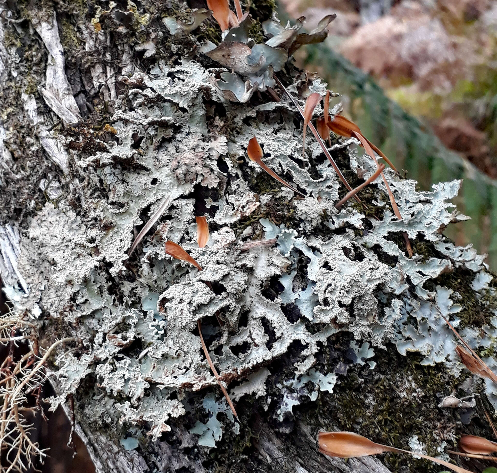 Image de Pseudocyphellaria granulata (C. Bab.) Malme