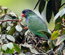 Image of Red-billed Parrot