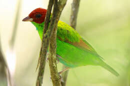 Image of Rufous-winged Tanager