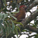 Image of Smoky-brown Woodpecker