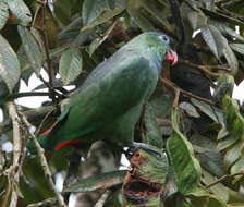 Image of Red-billed Parrot