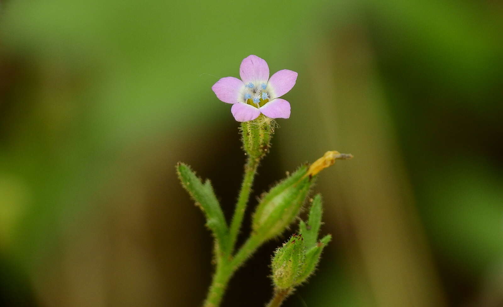 Image of Gilia crassifolia Benth.