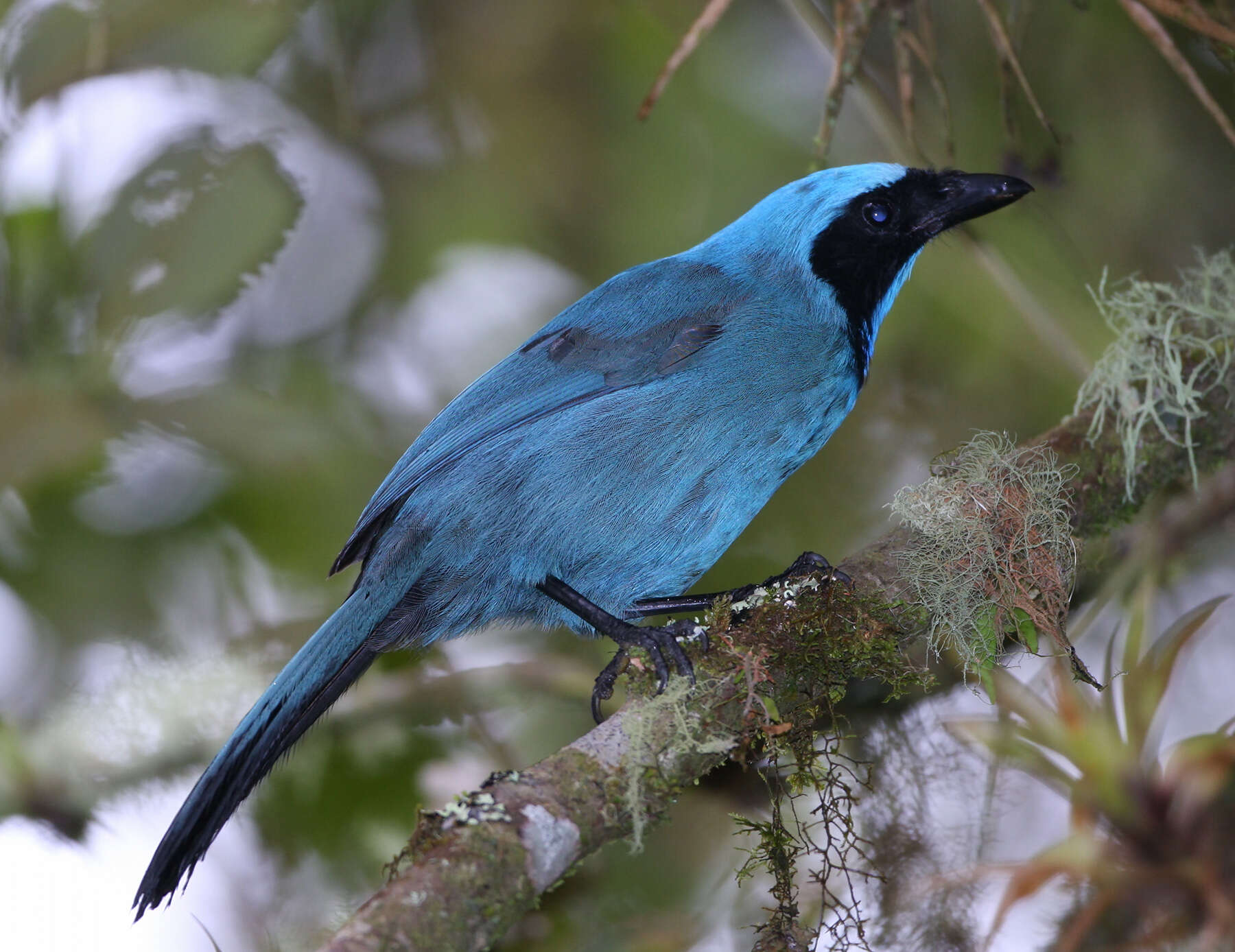 Imagem de Cyanolyca turcosa (Bonaparte 1853)