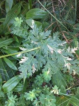 Imagem de Pulsatilla alpina (L.) Delarbre