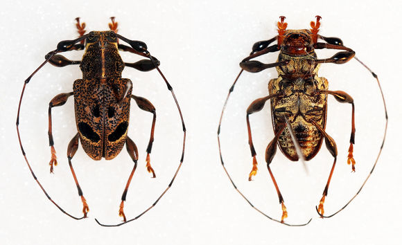 Image of <i>Chalastinus recticornis</i> Bates 1875