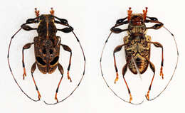 Chalastinus recticornis Bates 1875的圖片